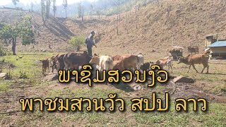 พาชมสวนวัวที่ สปป ลาว ພາຊົມສວນງົວ ລ້ຽງແບບທຳມະຊາດ #farmlife #cowvideos #cowfarm #เลี้ยงวัวพื้นบ้าน