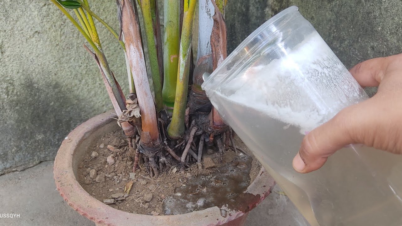 🌴 एक  पत्ता भी ना पिला होगा ना काला होगा ना खराब |areca palm 🌴care in winter | 🌴winter plants care