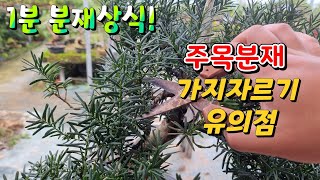 [1분 분재상식] 주목분재 가지 자를때 주의점 - 새싹분재원TV Sprout Bonsai TV