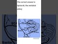 Posterior Inferior Cerebellar Artery Explained Key Facts & Lateral Medullary Syndrome StudyNeuro
