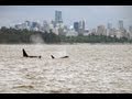 Biggs killer whales visit burrard inlet