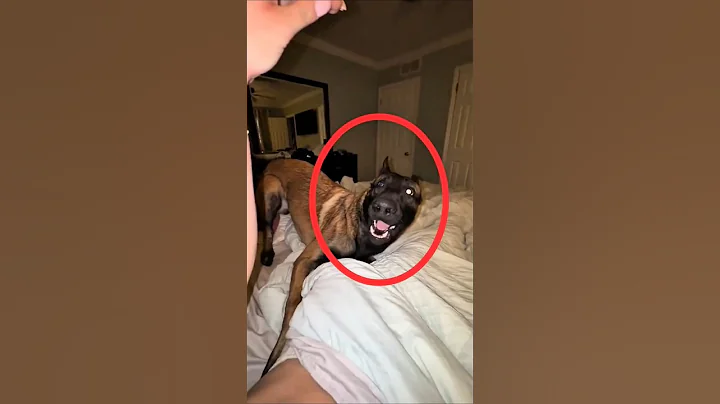 Planning to Get A Belgian Malinois? Watch this First #belgianmalinois #dogtraining #dogtips