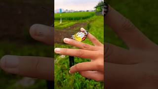 Kupu-kupu hinggap di Tangan. Tanda Apa.ya#kupukupu #virzha #shorts