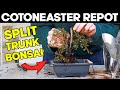 Repotting A Split Trunk Cotoneaster Bonsai 🌳
