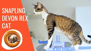 Snapling Devon Rex cat Bublik by Bublik funny cat 107 views 1 year ago 5 minutes, 43 seconds