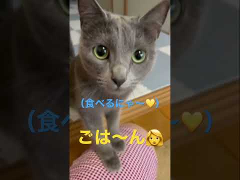 ママのご飯コールに超大喜びな猫（ロシアンブルー）#shorts