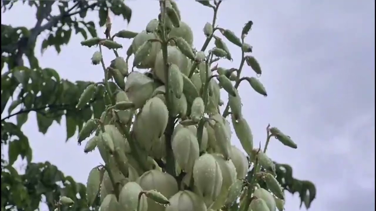 순백의 기도, #유카꽃 피어나다#정구지(#부추)소박한 별, 씨앗을 품다 (지난해 찍은영상 재편집)  더보기에 설명있어요