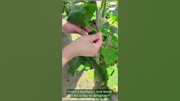How to Fix a Crooked Cucumber in 1 Day! #CucumberHack #GrowYourOwn #PlantCare #VeggieGarden #Shorts