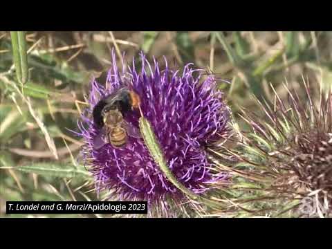 Watch a honeybee steal pollen off the backs of bumblebees | Science News