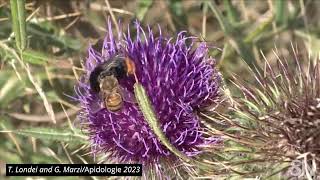 Watch a honeybee steal pollen off the backs of bumblebees | Science News