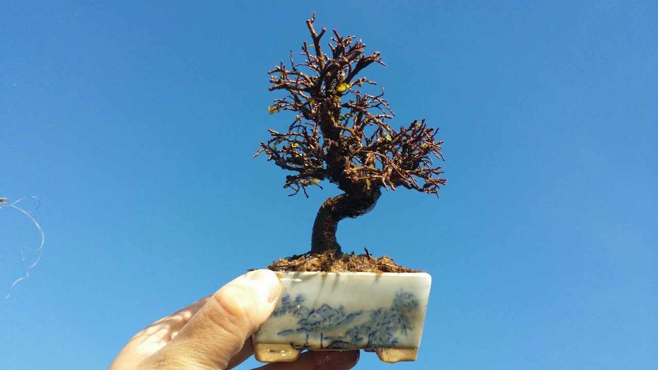 Zelkova nire mini - Trasplante