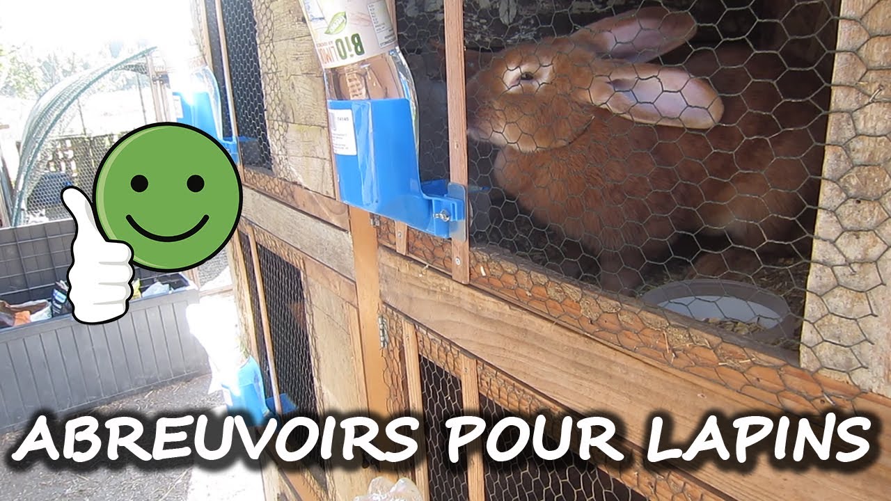 Abreuvoir pour Lapin - YouTube