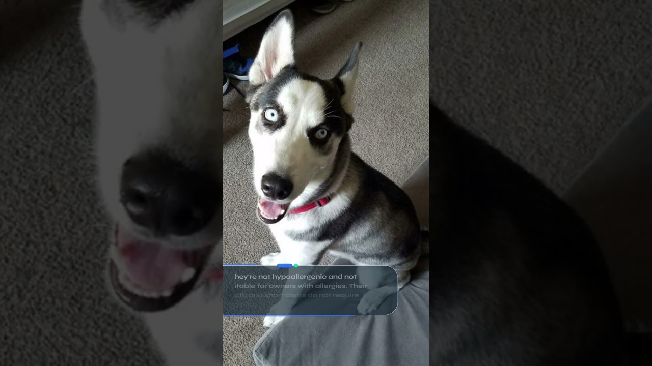 The Husky Jack: A Spirited Fusion of Energy and Intelligence!