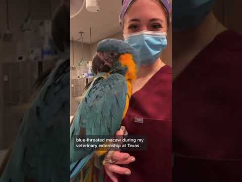 Blue-throated Macaw Goes To The Vet