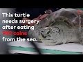 This Turtle Needs Surgery after eating 900 Coins