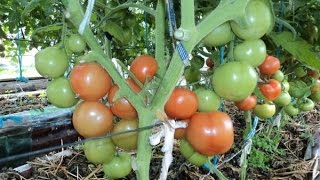 видео Удобрения для помидор