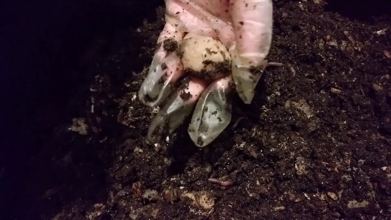 European Night Crawlers - 27 Gallon Tote & Bus Bin - compost