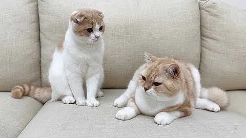 喧嘩して初めて兄を怒らせちゃった子猫がまさかのこうなっちゃいました…