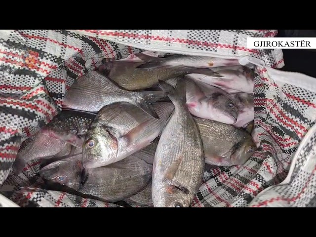 Mish dhe peshk kontrabandë me aurobus nga Greqia, 2 të arrestuar në Gjirokastër