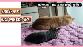 성묘양이와 아기고양이 쪼꼬의 합사기록 2탄