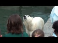 Новосибирский зоопарк  Белые медведи  Веселые животные  приколы с животными
