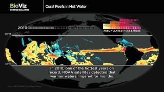 Science Bulletins: Coral Reefs in Hot Water