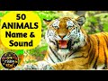 50 animals name and sound  english to hindi  animals for kids  watrstar