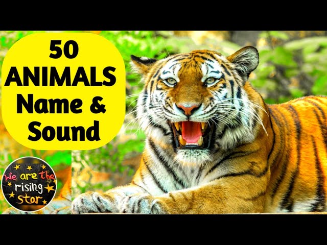 50 ANIMALS Name and Sound | English to Hindi | Animals for kids | WATRstar class=