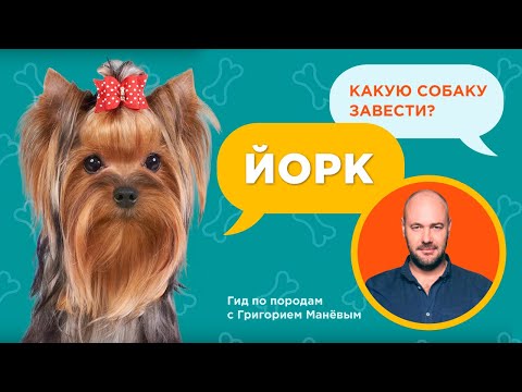 ЙОРКШИРСКИЙ ТЕРЬЕР (ЙОРК) - ВСЕ О ПОРОДЕ / Обзор породы от кинолога Григория Манева