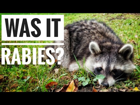 Wideo: Czy szopy będą wykopywać martwe zwierzęta?