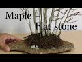 Maple+Flat Stone　Repotting　平石＋楓　石付き楓