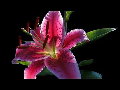 Video: Ljiljani: kada posaditi prekrasno cvijeće