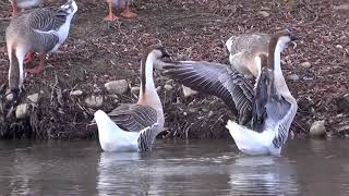African Geese Honking 1 Hq Hd