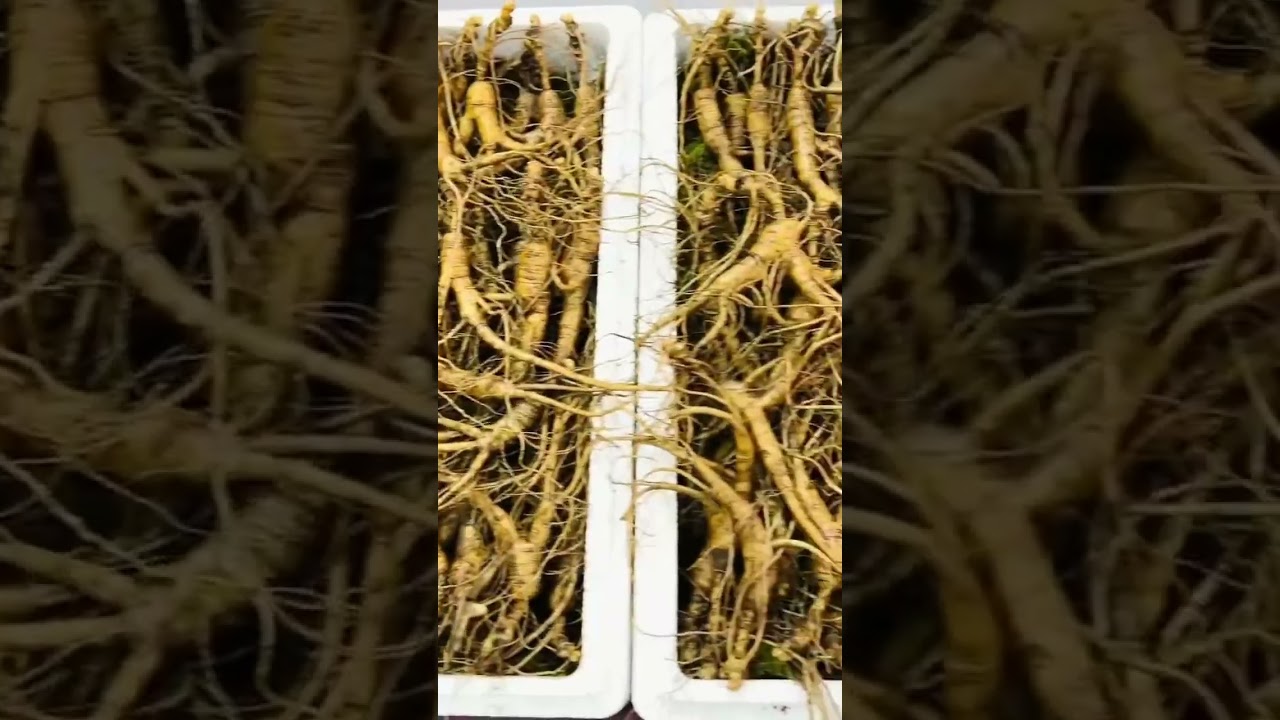 China Wholesale Supplier High Quality Fresh Ginseng With Wine Various Sizes 