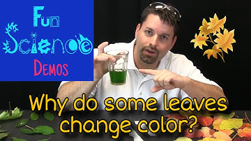 Why Do Some Leaves Change Color?