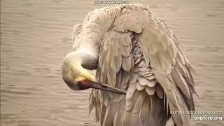 Mississippi River Flyway Cam, explore.org, 14 November 2022