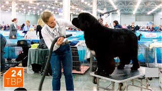 Ньюфаундленд и ландсир – две довольно большие разницы | Элита | ТВР24 | Сергиев Посад Ньюфаундленд и ландсир – две довольно большие разницы | Элита | ТВР24 | Сергиев Посад