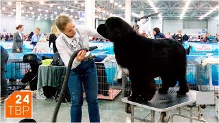 Ньюфаундленд и ландсир - две довольно большие разницы | Элита | ТВР24 | Сергиев Посад