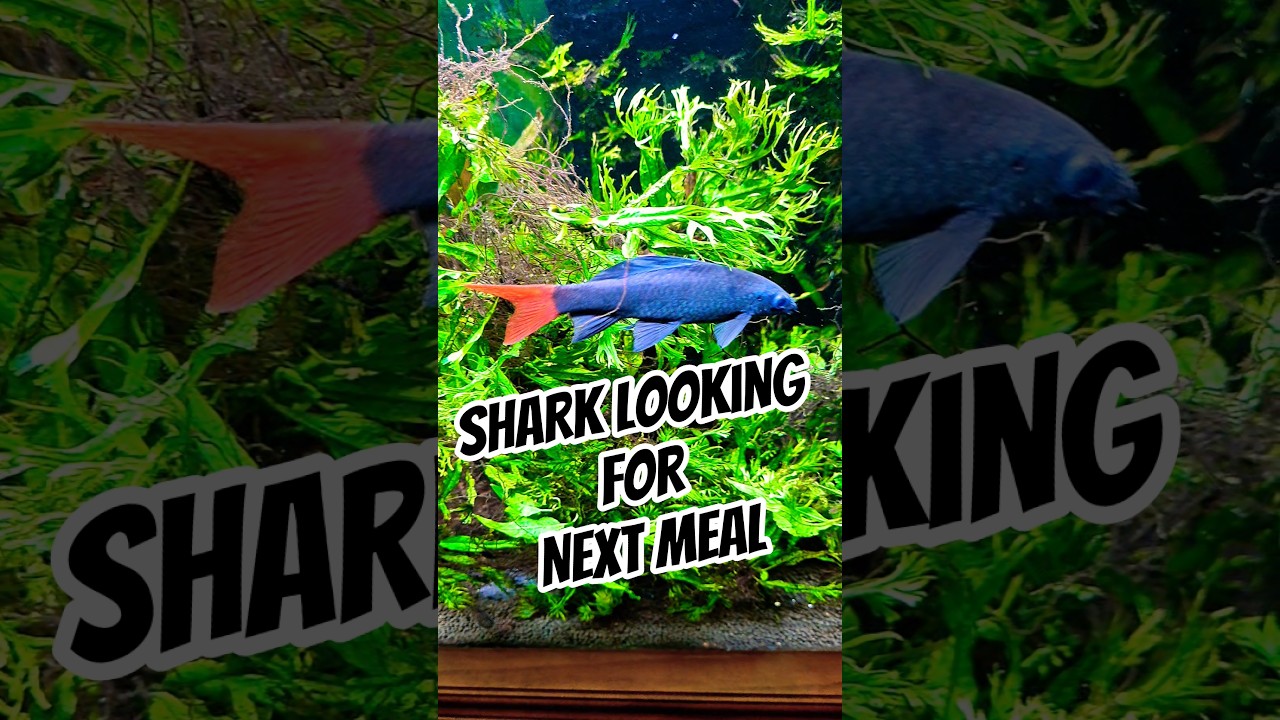 SHARK goes looking for it's next Meal #exoticaquariumfish #aquarium #fish #fishtank #aquariumfish