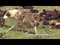 Гиссарские овцы -  в гостях у чабанов из Ромита на перегоне