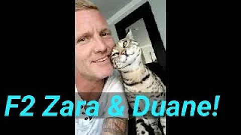 Watch the video about F2 savannah Zara and Duane/Gato Savannah F2 Zara y Duane
