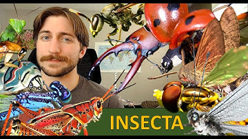 Insecta: The Insects - Class Spotlight