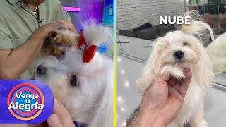 ¡Alerta ternura! No te pierdas estos cortes de pelo para perros. | Venga La Alegría