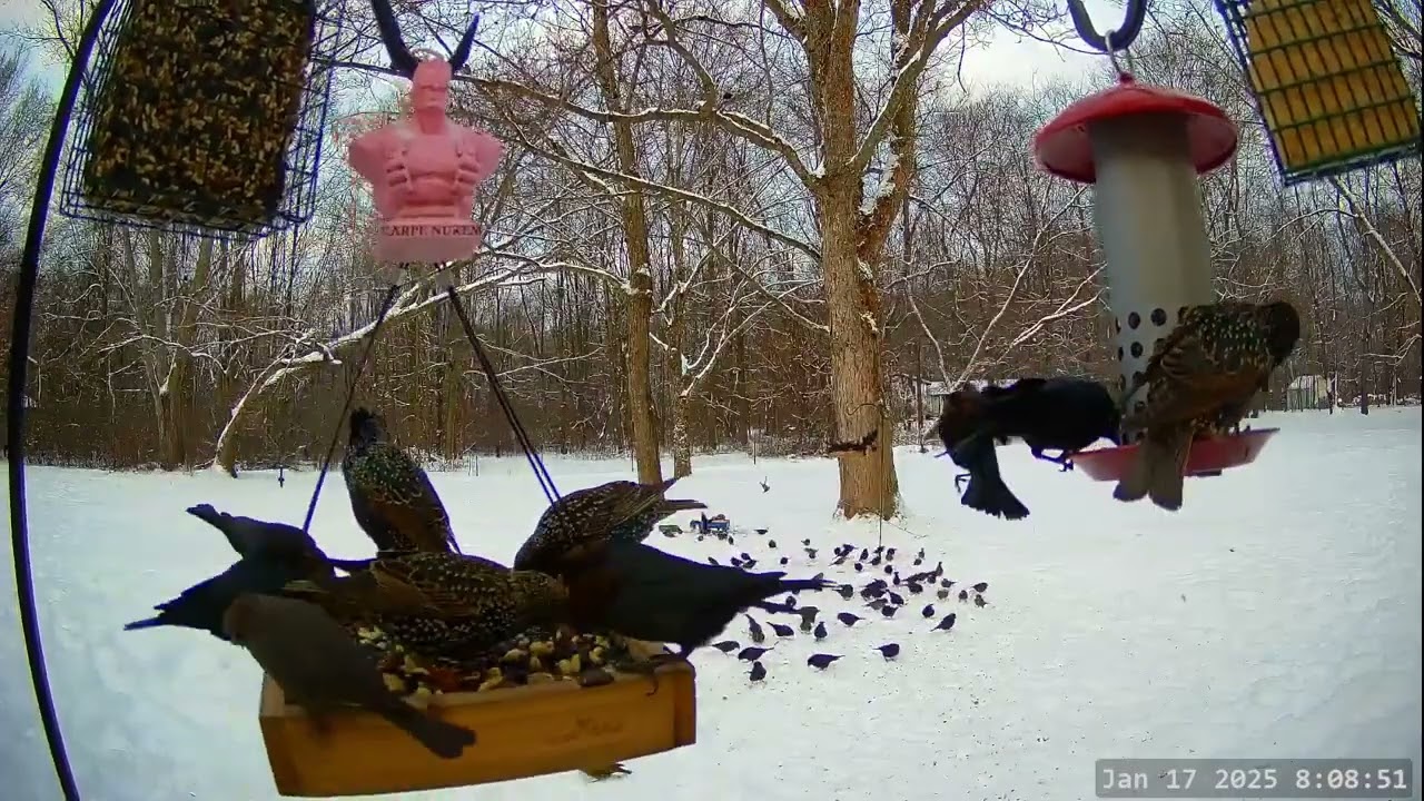 *On This Day 1 Year Ago* Winter Bird, Deer & Critter Cam