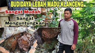 BUDIDAYA LEBAH MADU KLANCENG, Sangat Mudah dan Sangat Menguntungkan