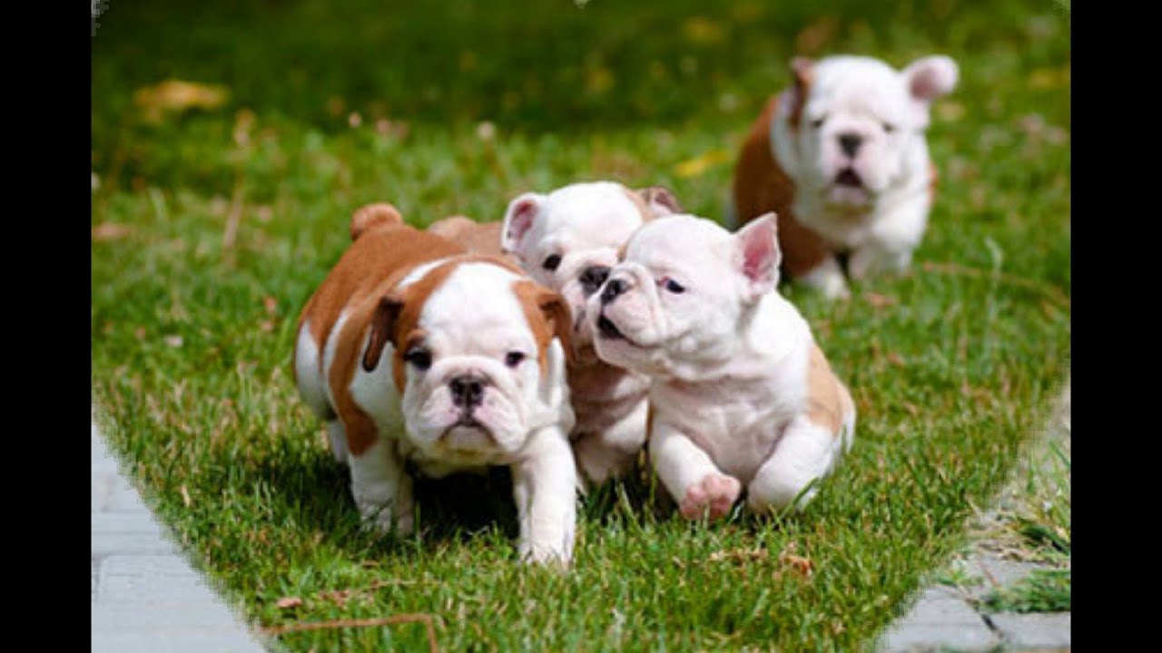 Vente Vend Chiots Bulldog Anglais A Vendre Bebe Chien Bulldog Anglais Chenil Du 84 Vaucluse Proche 13 Bouches Du Rhone 30 Gard 26 34 04 05 06 07 Vente Vend Chiots Bulldog Anglais A Vendre Bebe Chien Bulldog Anglais Chenil Du 84 Vaucluse Proche 13 Bouches Du Rhone 30 Gard 26 34 04 05 06 07
