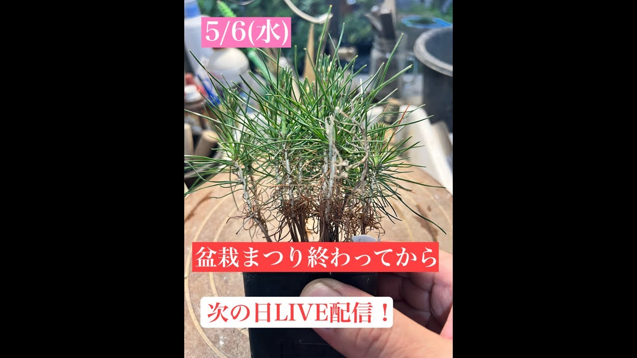 647 Bonsai Festival ends, and the next day there's a live