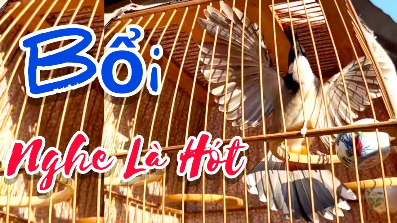 Chào Mào Hót Ché - Quá Chất - Ché Kích Bổi Căng Đét. Kích Chim Căng Lửa, Giúp Chim Yếu Lửa Hót