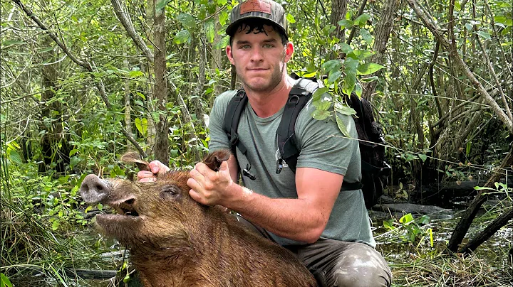Hog hunt in Florida with dogs. 