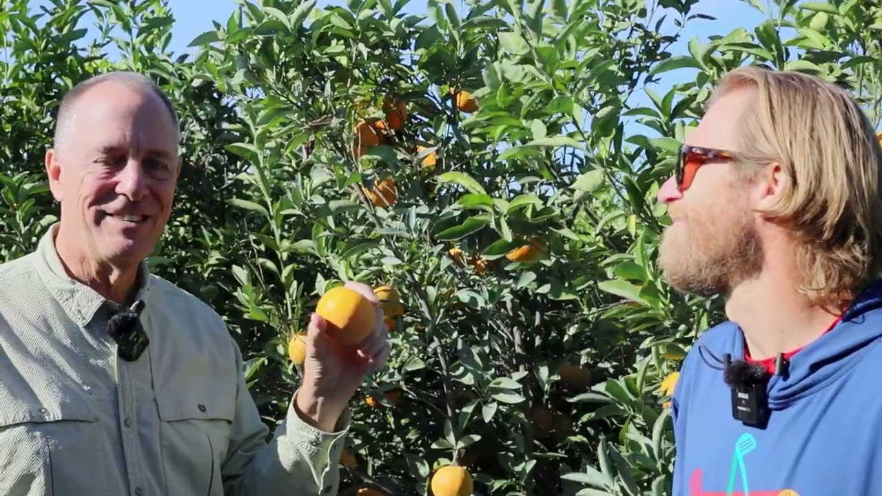 Cold Nights, Warm Days: The Secret to Perfect Autumn Honey Tangerines